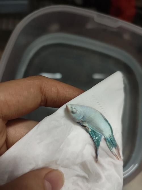 如何判斷魚蒙眼的嚴重程度，如何判斷魚蒙眼