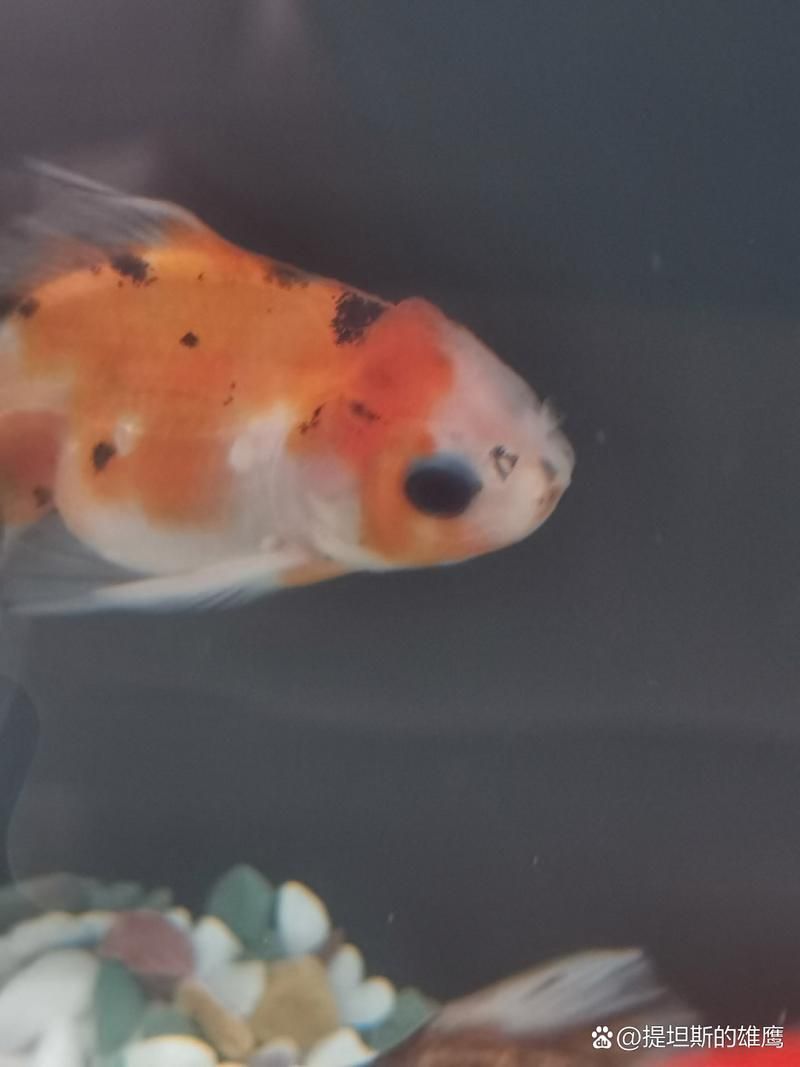 如何判斷魚蒙眼的嚴重程度，如何判斷魚蒙眼