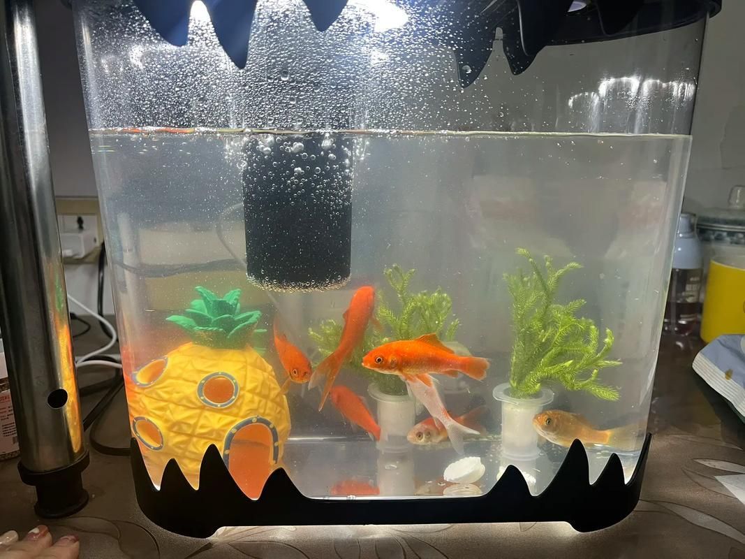 如何判斷魚蒙眼的嚴重程度，如何判斷魚蒙眼