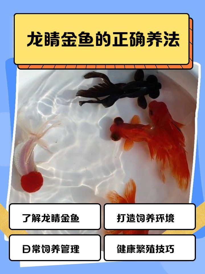 龍睛金魚適合哪些水質環境，新手養龍睛金魚的正確養法