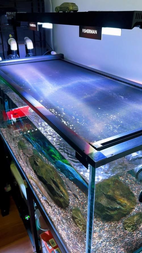 哪些魚缸適合養兇猛觀賞魚？，兇猛觀賞魚的選擇