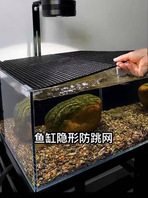 哪些魚缸適合養兇猛觀賞魚？，兇猛觀賞魚的選擇