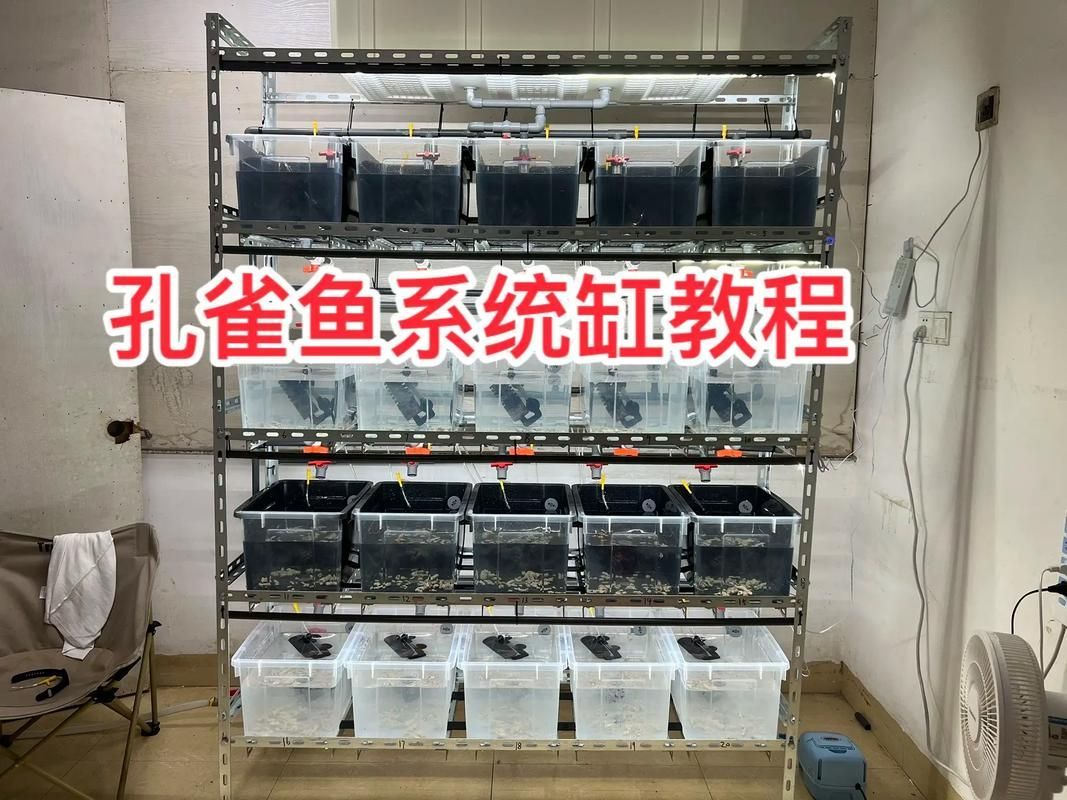 哪些魚缸適合養兇猛觀賞魚？，兇猛觀賞魚的選擇