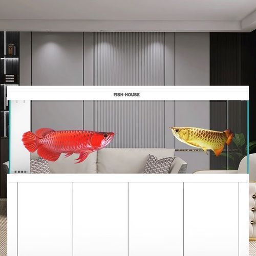 魚之家生態龍魚缸有哪些顏色可選？，魚之家生態龍魚缸提供多種顏色選擇適合龍魚的魚缸顏色