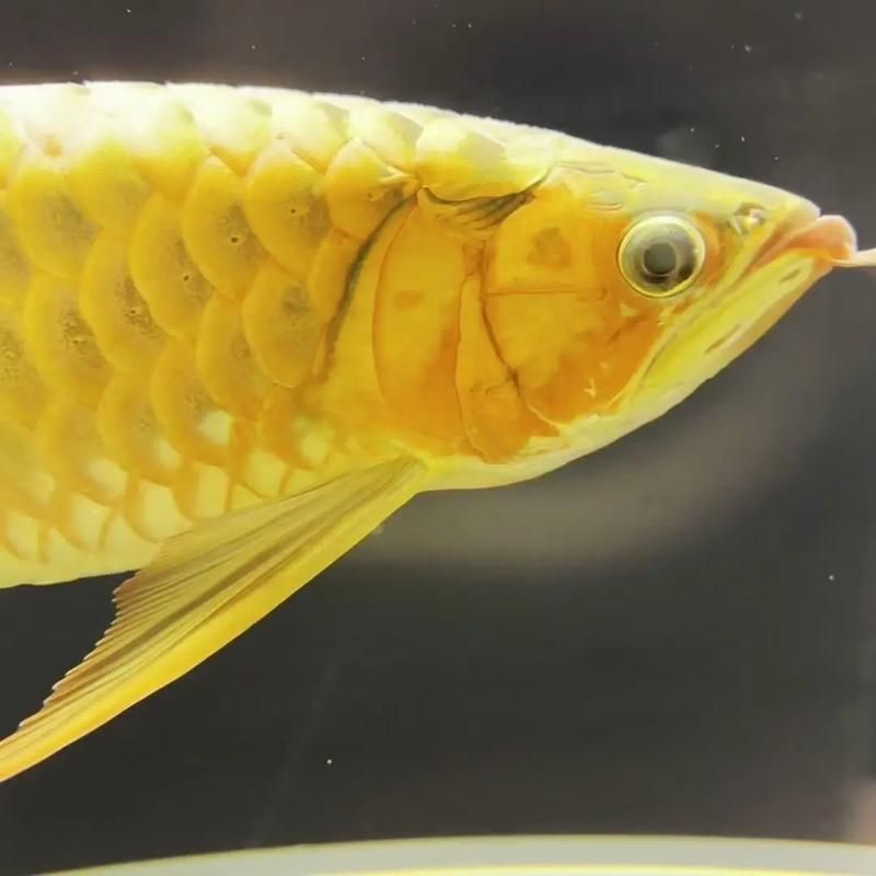 如何判斷龍魚鰭是否感染，如何判斷龍魚鰭感染