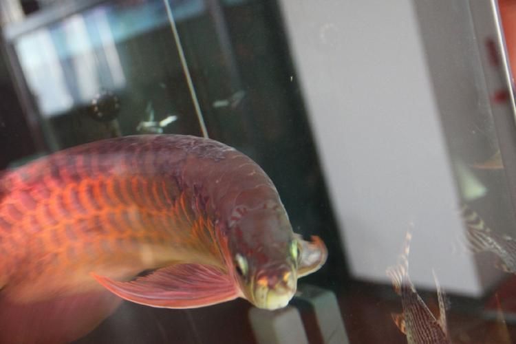 如何判斷龍魚鰭是否感染，如何判斷龍魚鰭感染