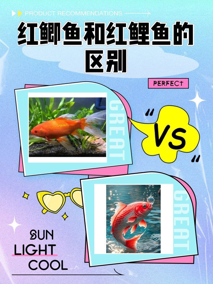 如何區(qū)分不同紅色的魚(yú)，如何區(qū)分不同紅色的觀賞魚(yú)