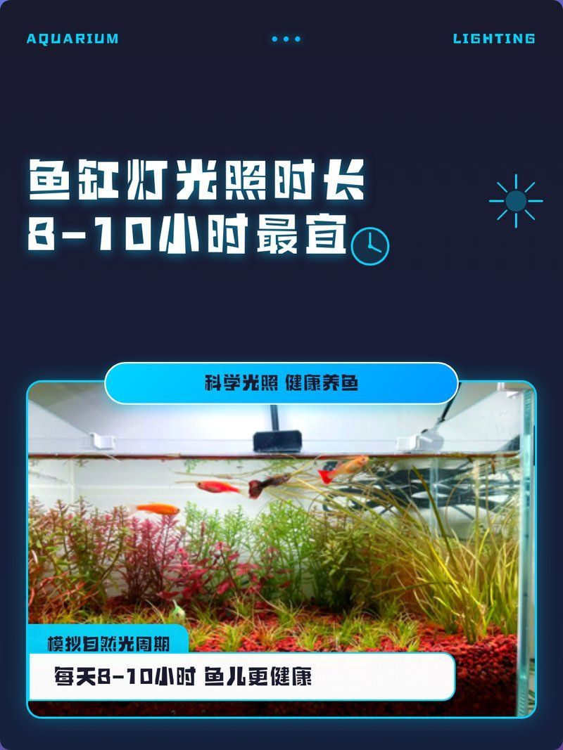 龍魚需要24小時開燈嗎，龍魚不需要24小時開燈,相反，持續光照會對龍魚的健康造成影響