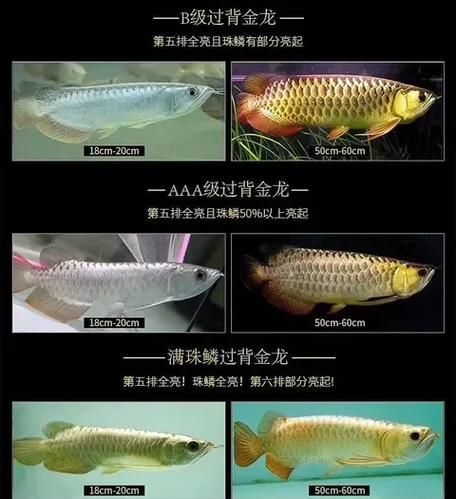 如何鑒別金龍魚的品質和等級，金龍魚的品質和價格和價格區別