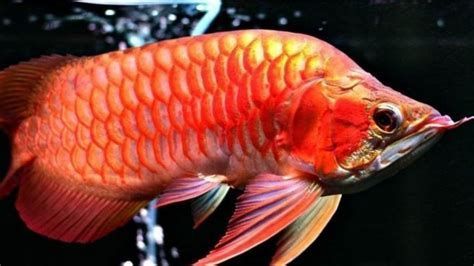 紅龍魚嘴一張一合是缺氧嗎？，紅龍魚嘴一張一合是否表示缺氧