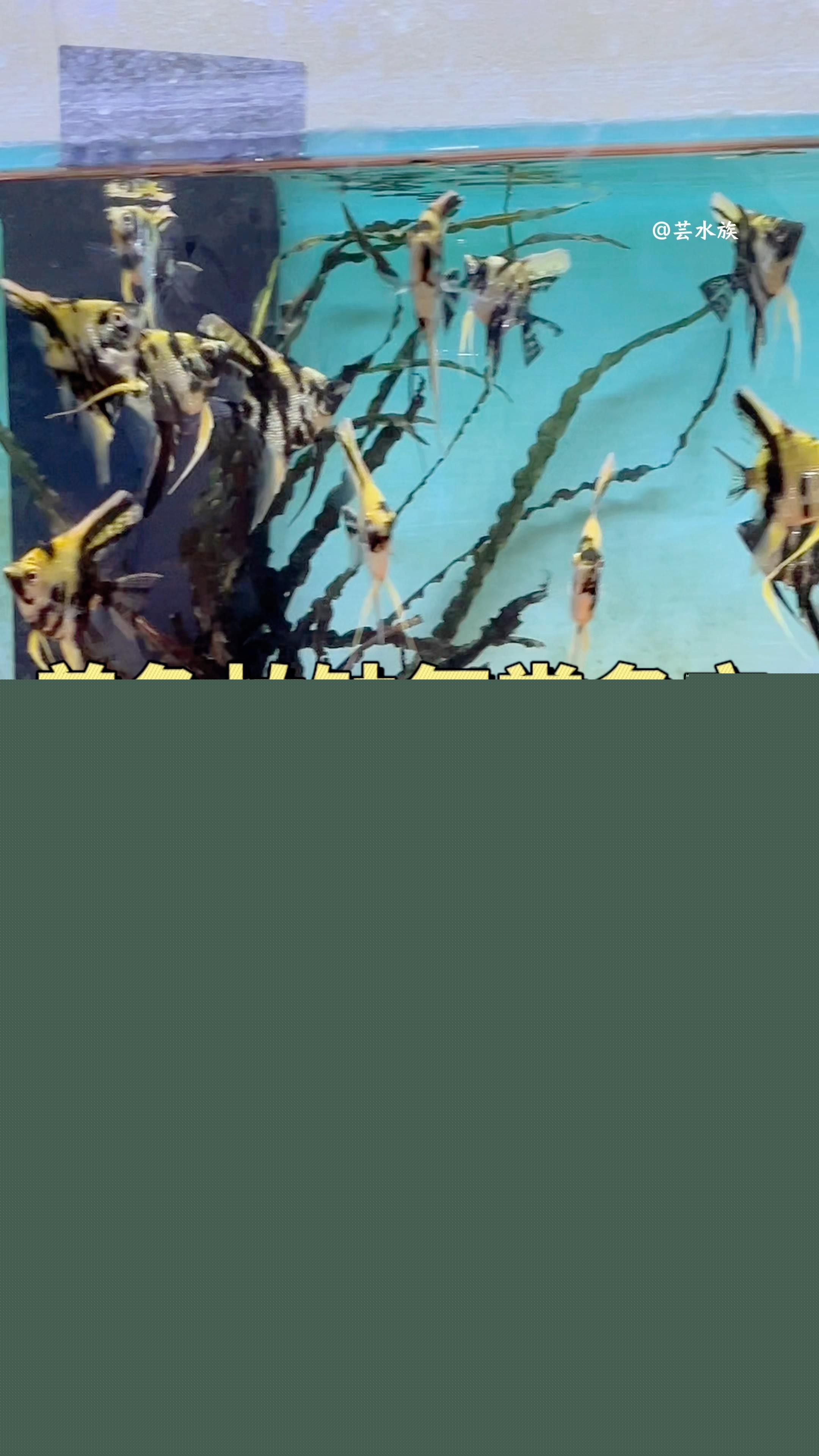 魚浮頭如何急救，魚浮頭怎么辦？