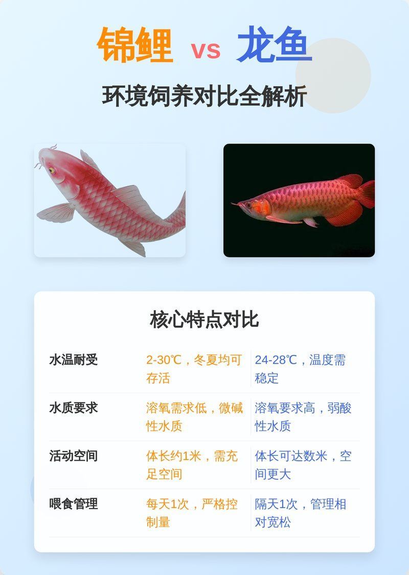 給我一些養龍魚和錦鯉的建議，龍魚和錦鯉怎么養