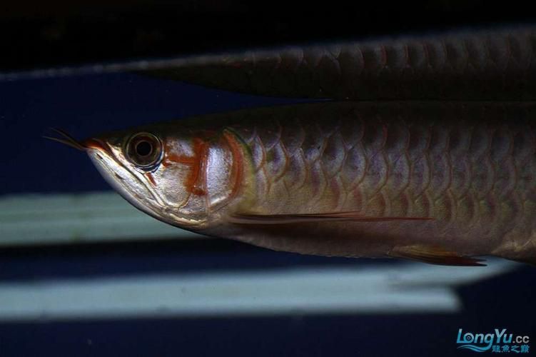 李亞四龍魚有哪些推薦品種？，如何選擇李亞四龍魚