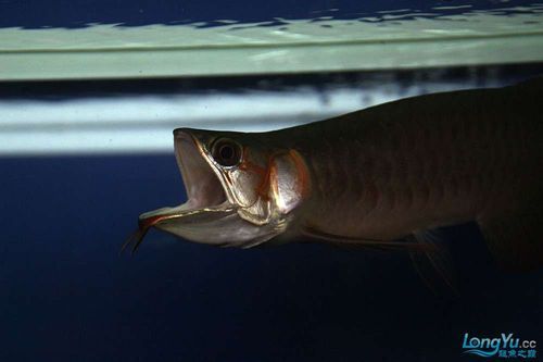 李亞四龍魚有哪些推薦品種？，如何選擇李亞四龍魚