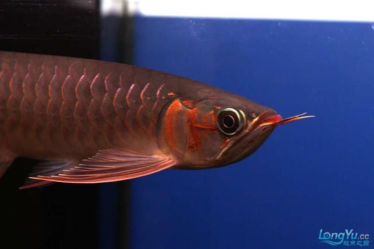 李亞四龍魚有哪些推薦品種？，如何選擇李亞四龍魚