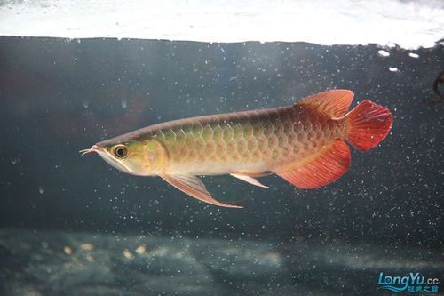 李亞四龍魚有哪些推薦品種？，如何選擇李亞四龍魚