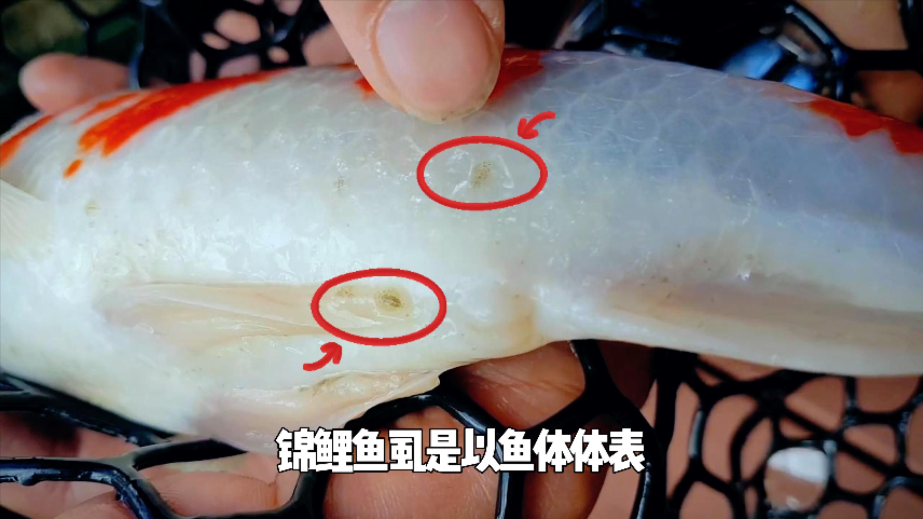 錨頭蚤和魚虱有何區別，如何區分錨頭蚤和魚虱？