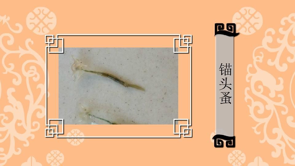 錨頭蚤和魚虱有何區(qū)別，如何區(qū)分錨頭蚤和魚虱？