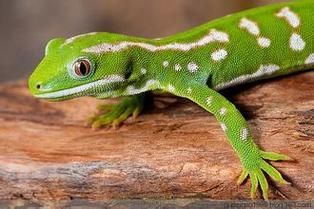 金頭古龍在哪些地區有分布，金頭古龍頭古龍（gonocephaluschamaeleontinus）