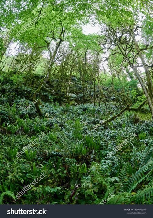 金頭古龍在哪些地區有分布，金頭古龍頭古龍（gonocephaluschamaeleontinus）
