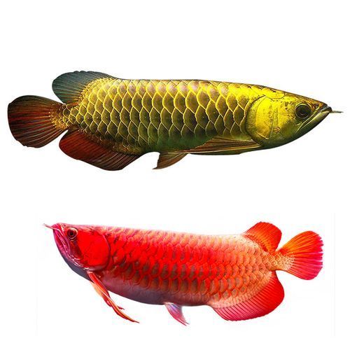 紅背金龍魚的市場價格波動大嗎，紅背金龍魚市場價格波動時需考慮以下幾個關鍵因素