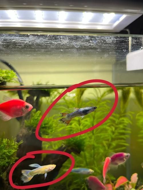 能提供一張魚爛尾的圖片嗎，如何預防魚爛尾