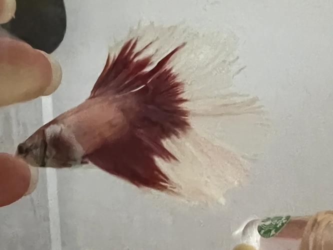 能提供一張魚爛尾的圖片嗎，如何預防魚爛尾