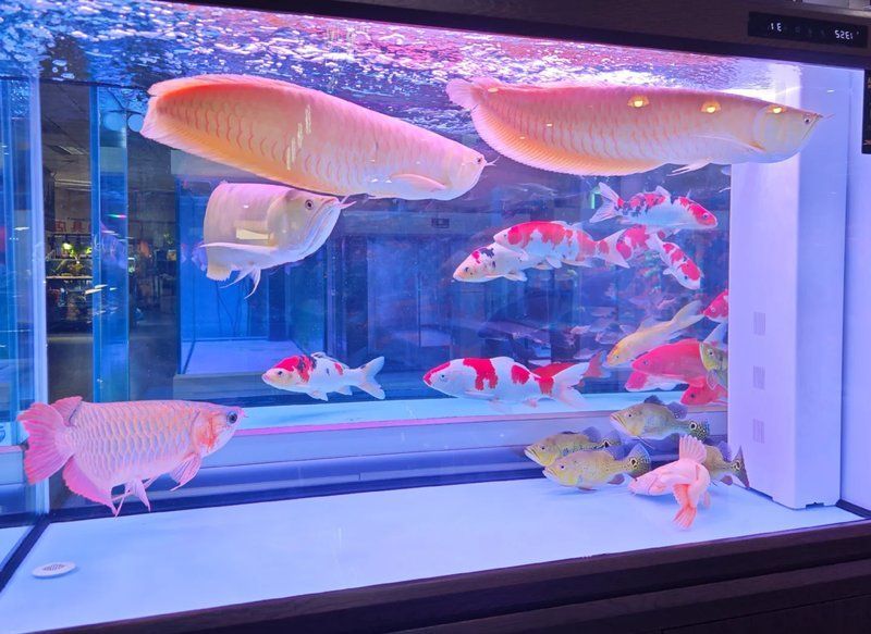 如何正確使用中草藥治療細菌性魚病，中草藥治療中草藥治療細菌性魚病的使用中草藥治療方法
