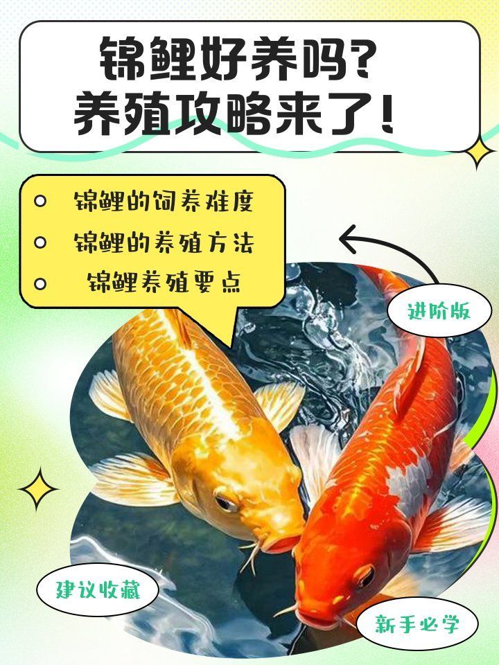 龍魚和錦鯉哪個更值得養(yǎng)，龍魚和錦鯉哪個更值得養(yǎng)，
