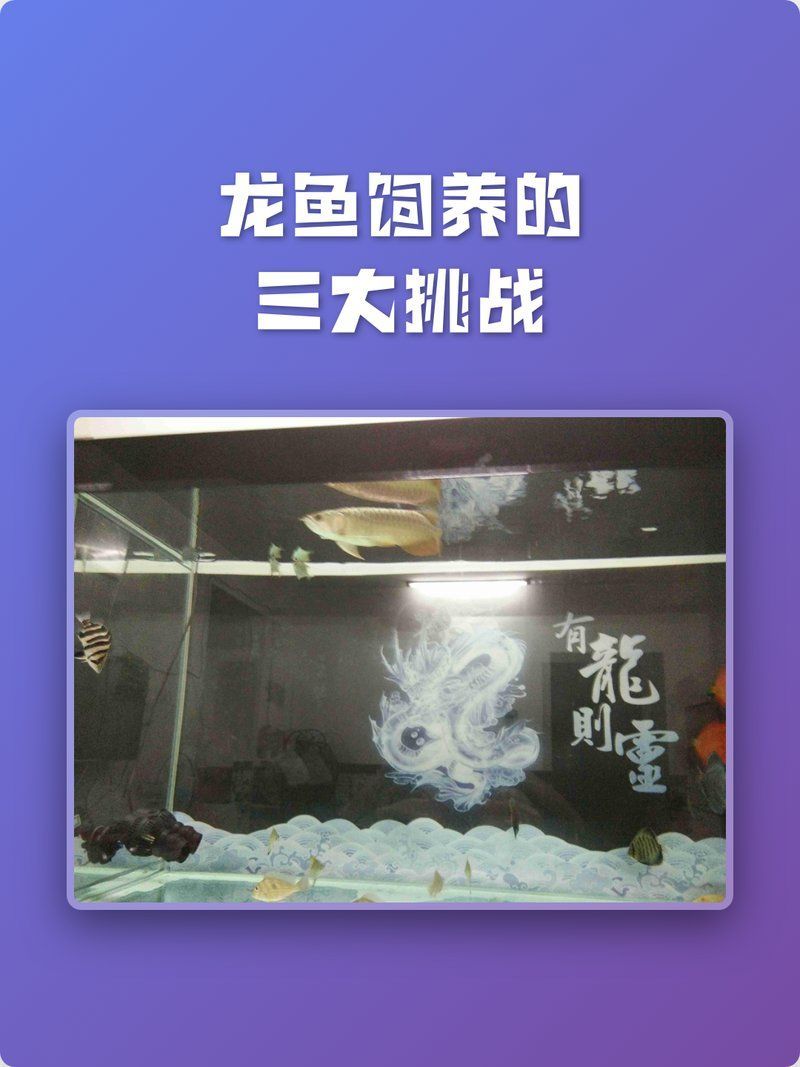 龍魚和錦鯉哪個更值得養(yǎng)，龍魚和錦鯉哪個更值得養(yǎng)，