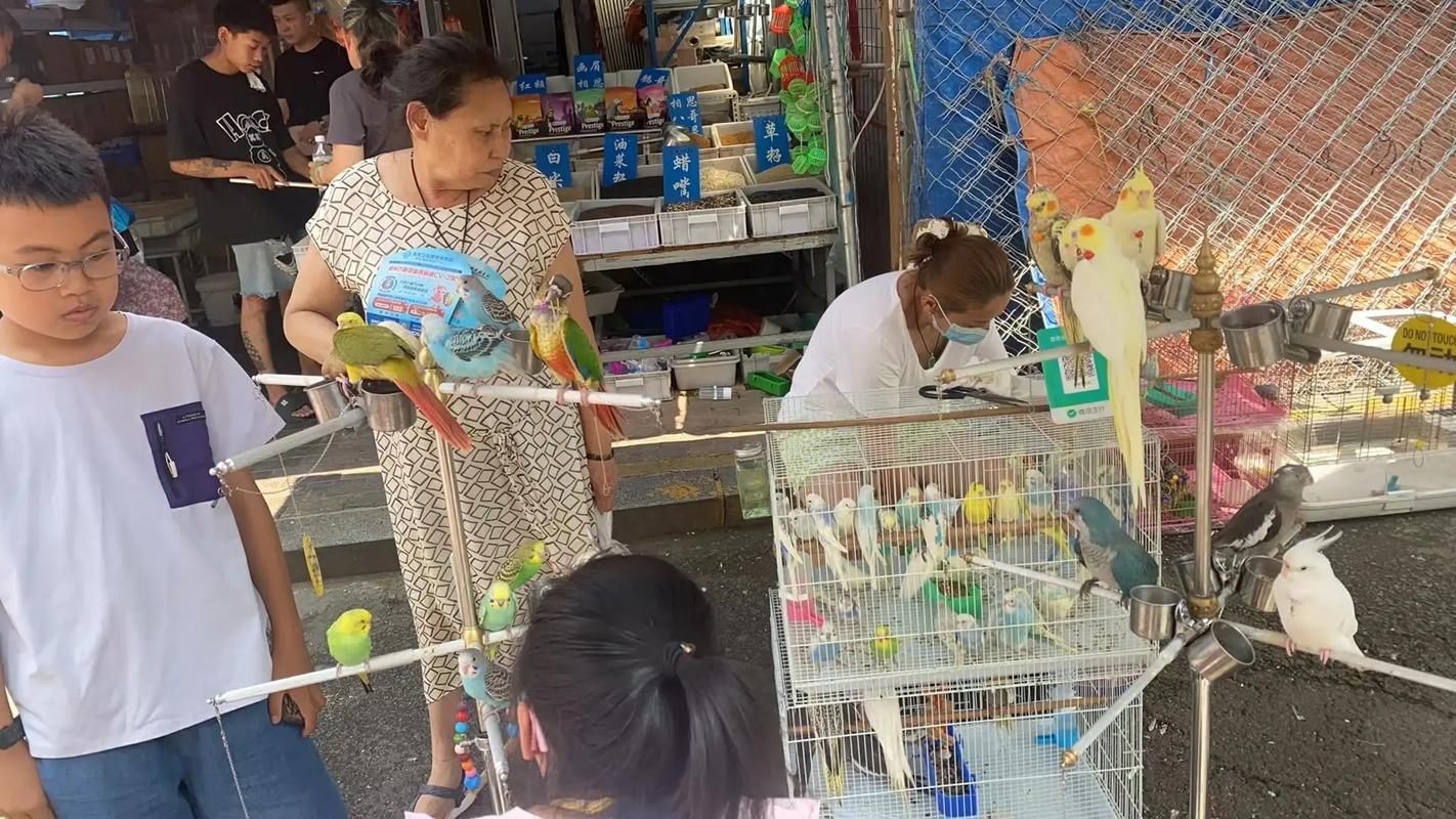 老北閘口花鳥魚寵市場的龍魚價(jià)格如何？，北閘口花鳥魚寵市場龍魚價(jià)格波動(dòng)受到多種因素影響