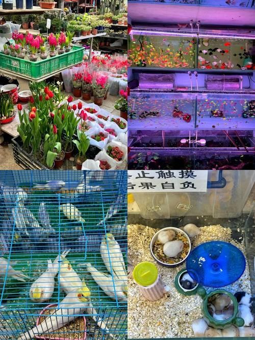 老北閘口花鳥魚寵市場的龍魚價格如何？，北閘口花鳥魚寵市場龍魚價格波動受到多種因素影響