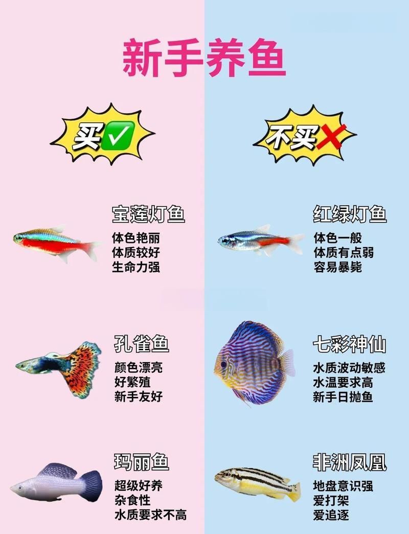 有哪些觀賞魚不適合新手飼養，——新手養魚飼養新手指南：哪些魚類不適合初學者飼養