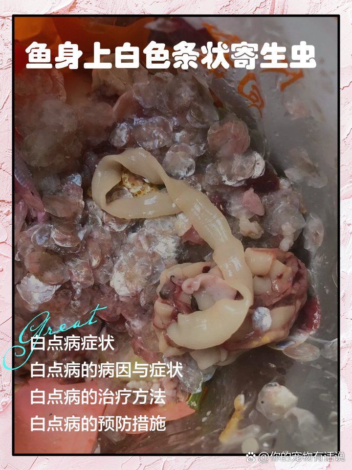 魚身上白色條狀寄生蟲，魚身上白色條狀寄生蟲形態寄生蟲形態寄生蟲的科學信息 魚身上白色條狀寄生蟲，魚身上白色條狀寄生蟲形態寄生蟲形態寄生蟲的科學信息 龍魚百科 第2張