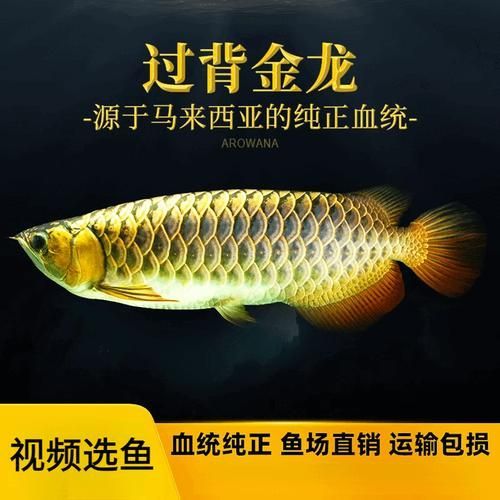 再給我幾張金頭古典過背金龍的照片，金頭古典過背金龍 再給我幾張金頭古典過背金龍的照片，金頭古典過背金龍 龍魚百科 第13張