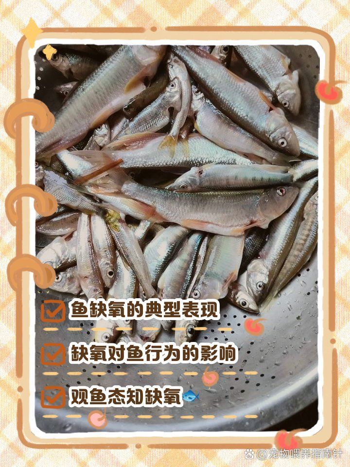 如何判斷龍魚浮頭是因為缺氧還是水質問題，如何判斷龍魚是否缺氧