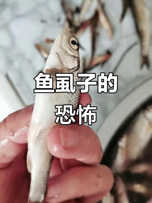 白子紅龍的飼養(yǎng)方法是什么，白子紅龍的飼養(yǎng)方法