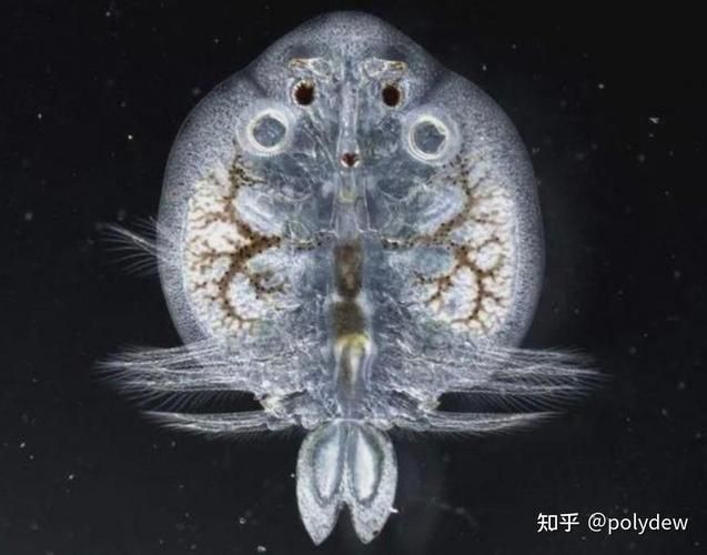 魚虱圖片，三文魚養殖業中最令人頭疼的寄生蟲之一
