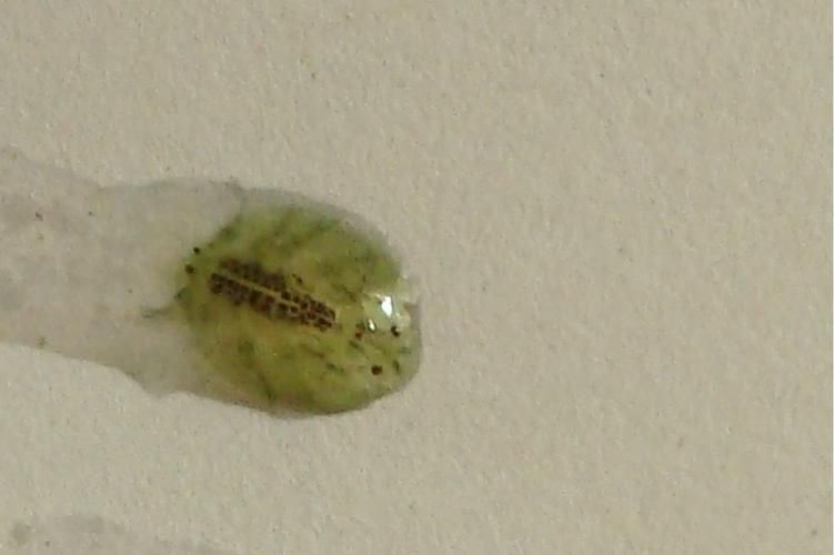 魚虱圖片，三文魚養殖業中最令人頭疼的寄生蟲之一