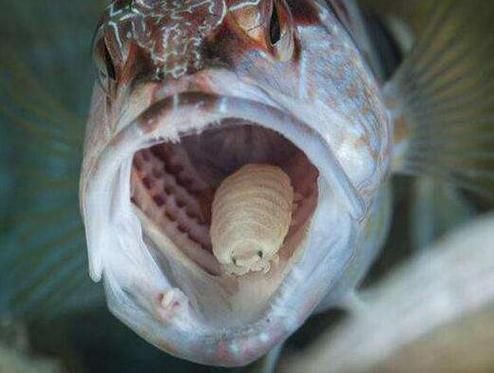 魚虱圖片，三文魚養殖業中最令人頭疼的寄生蟲之一