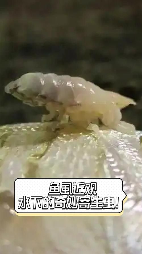 魚虱圖片，三文魚養殖業中最令人頭疼的寄生蟲之一