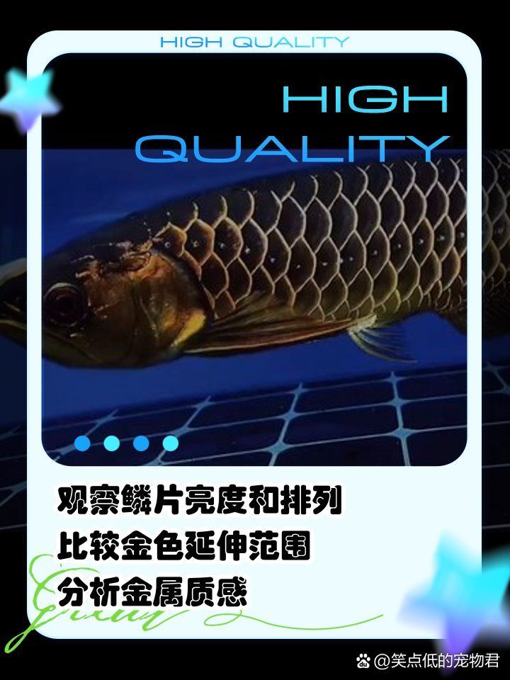 如何鑒別優質金龍魚，如何挑選一只優質的金龍魚