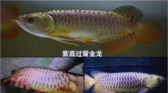 如何鑒別優質金龍魚，如何挑選一只優質的金龍魚