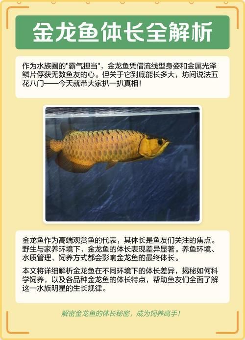 如何鑒別優質金龍魚，如何挑選一只優質的金龍魚
