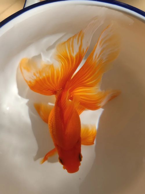 給我一些關于金魚的圖片，金魚有哪些品種，你知道嗎？