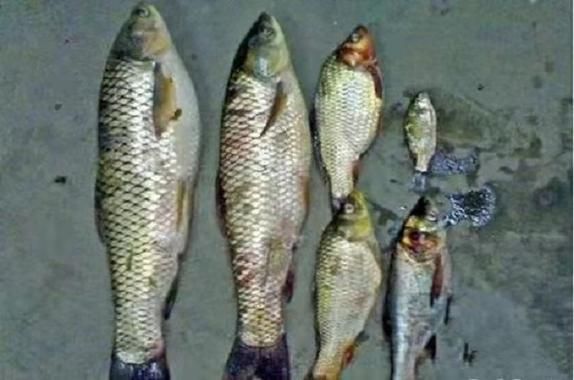 魚(yú)鰭充血發(fā)紅要警惕四種病，魚(yú)鰭充血發(fā)紅是怎么回事