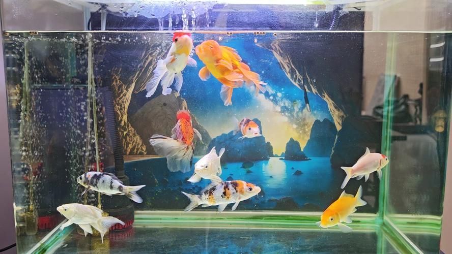 大肚子金魚如何喂食，大肚子金魚喂食指南