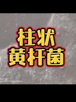 如何判斷魚是否患有爛鰓病，pubmed、arxiv、arxiv、arxiv、arxiv、arxiv、arxiv