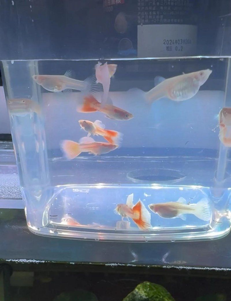 如何判斷孔雀魚是否適應了新環境，全攻略：孔雀魚適應新環境的方法