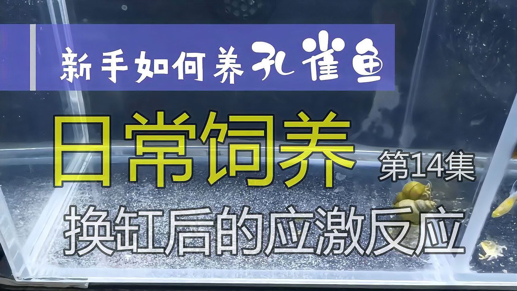 如何判斷孔雀魚是否適應了新環境，全攻略：孔雀魚適應新環境的方法